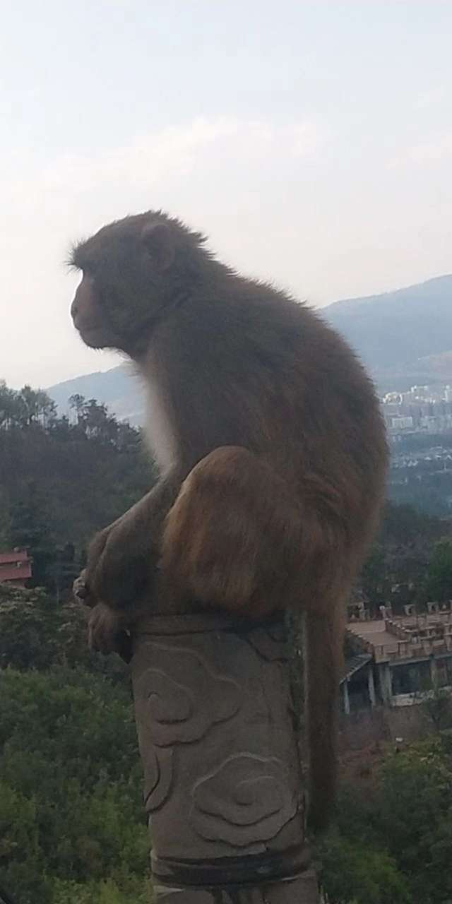 泸山猴子图片