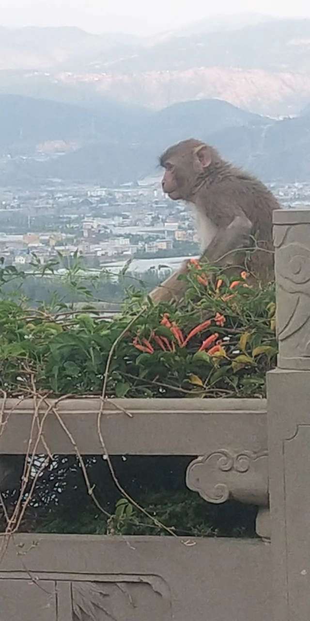 泸山猴子图片