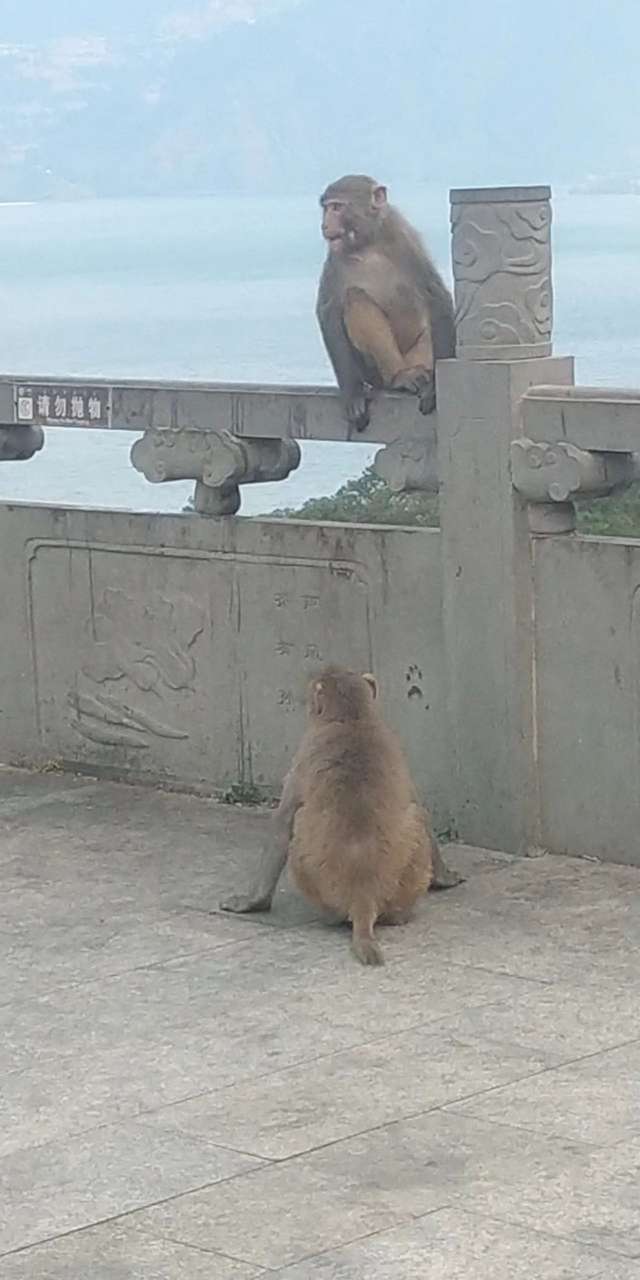 泸山猴子图片