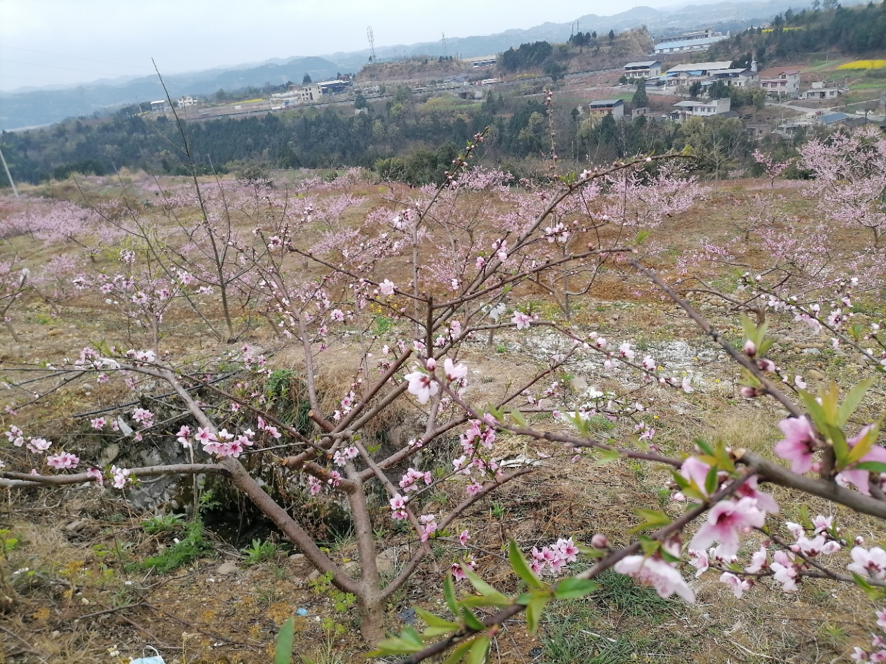 三八节东塔镇桃花山看桃花 今日三台 三台在线 powered by